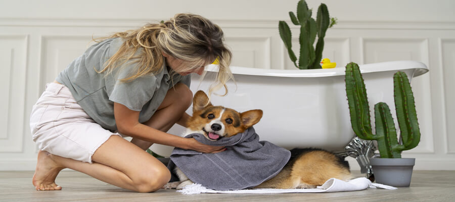 How Often Should You Bathe Your Dog? A Guide for Pet Owners